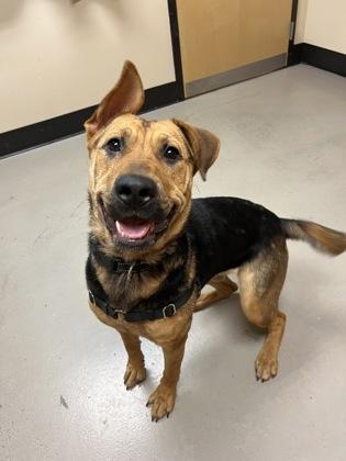 Lily, an adoptable Mixed Breed in Bellingham, WA, 98226 | Photo Image 1