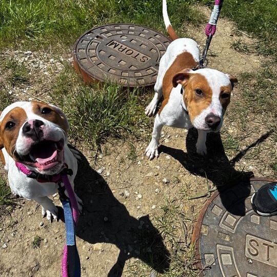 Misty, Adoptable, Young Female Mixed Breed.