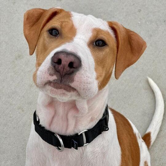 Enlarge Misty, a Adoptable Mixed Breed in Matteson, IL image 1/3