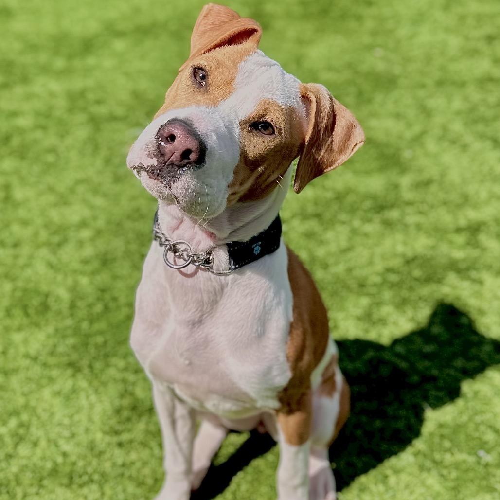 Misty, a Adoptable Mixed Breed in Matteson, IL image 3/6