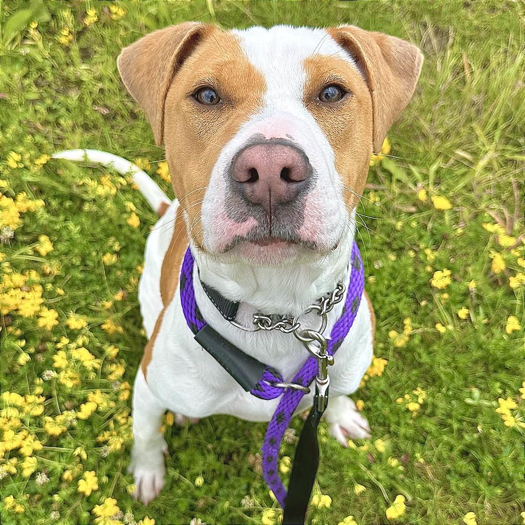 Misty, a Adoptable Mixed Breed in Matteson, IL image 3/6