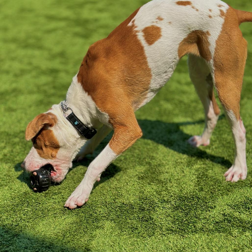 Misty, a Adoptable Mixed Breed in Matteson, IL image 4/6