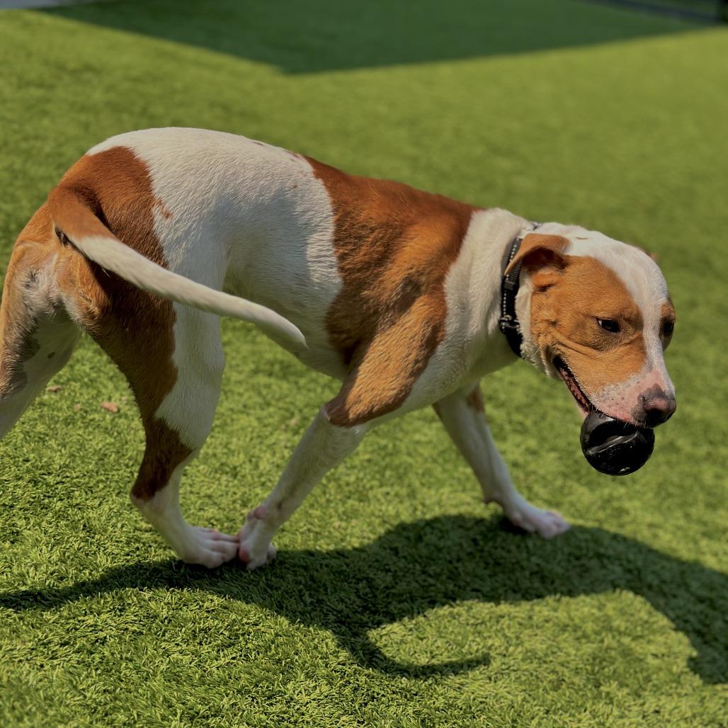 Misty, a Adoptable Mixed Breed in Matteson, IL image 5/6