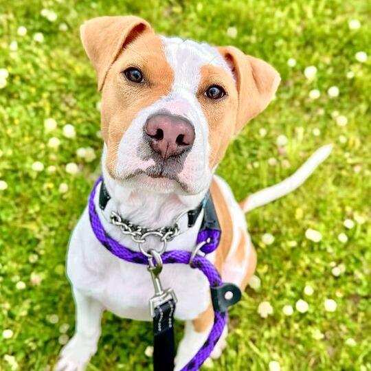 Misty, a Adoptable Mixed Breed in Matteson, IL image 5/6