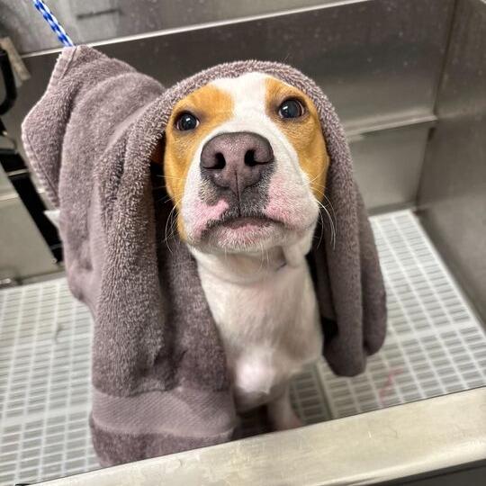 Enlarge Misty, a Adoptable Mixed Breed in Matteson, IL image 2/3