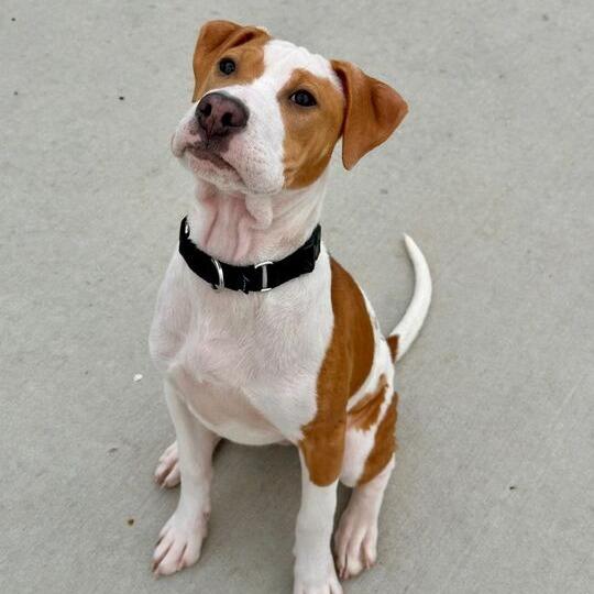 Enlarge Misty, a Adoptable Mixed Breed in Matteson, IL image 3/3