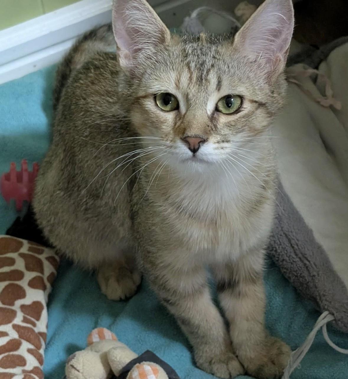 Enlarge HONEY CRUELLER, an adopted Domestic Short Hair in Tillsonburg, ON image 4/4