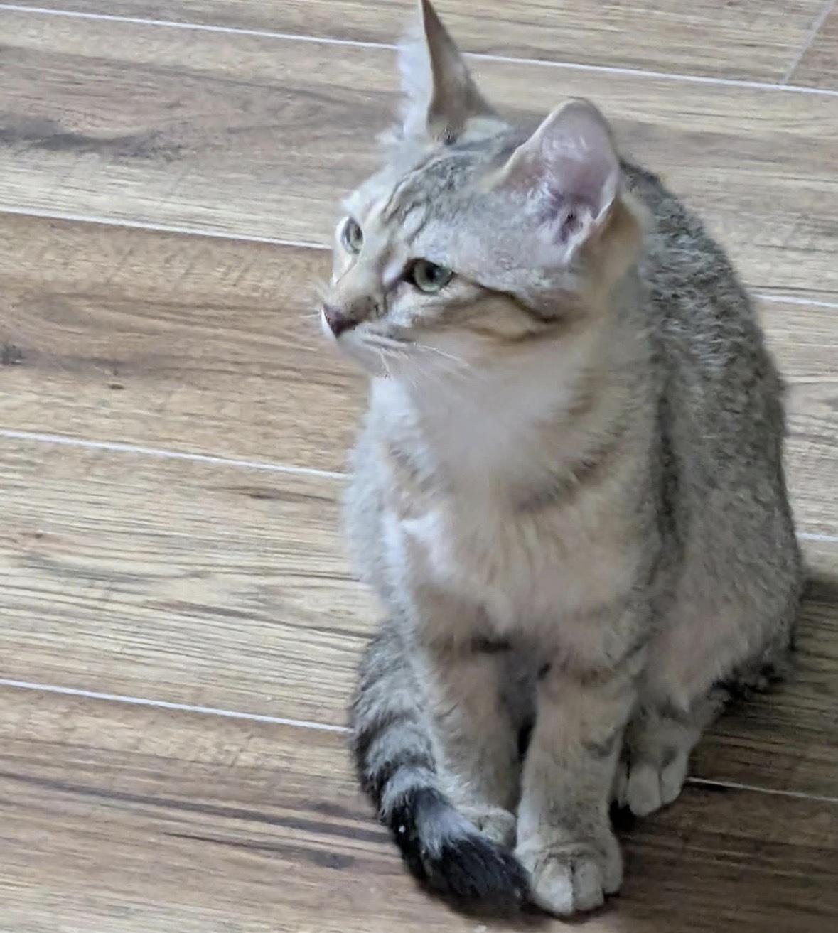 Enlarge HONEY CRUELLER, an adopted Domestic Short Hair in Tillsonburg, ON image 3/4