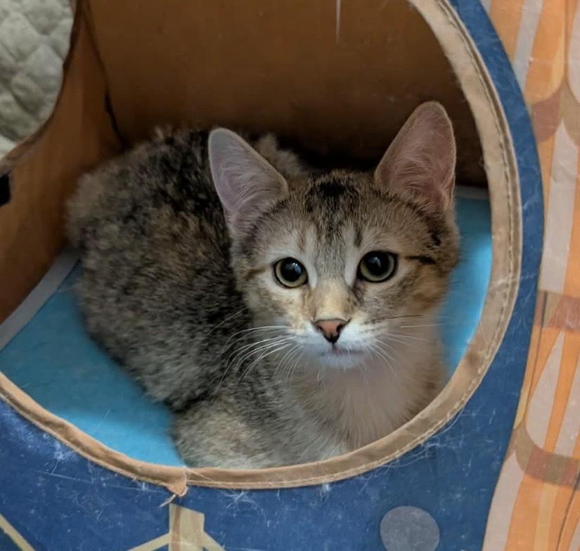Enlarge HONEY CRUELLER, an adopted Domestic Short Hair in Tillsonburg, ON image 2/4