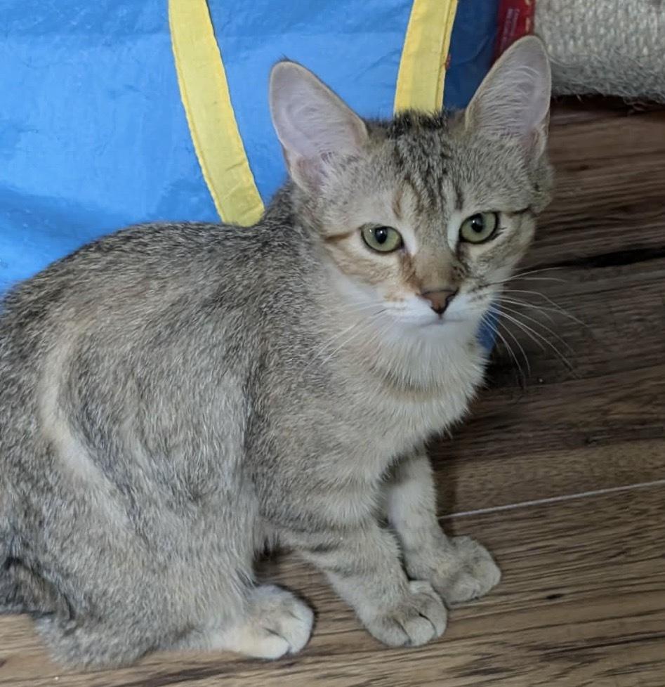 Enlarge HONEY CRUELLER, an adopted Domestic Short Hair in Tillsonburg, ON image 1/4
