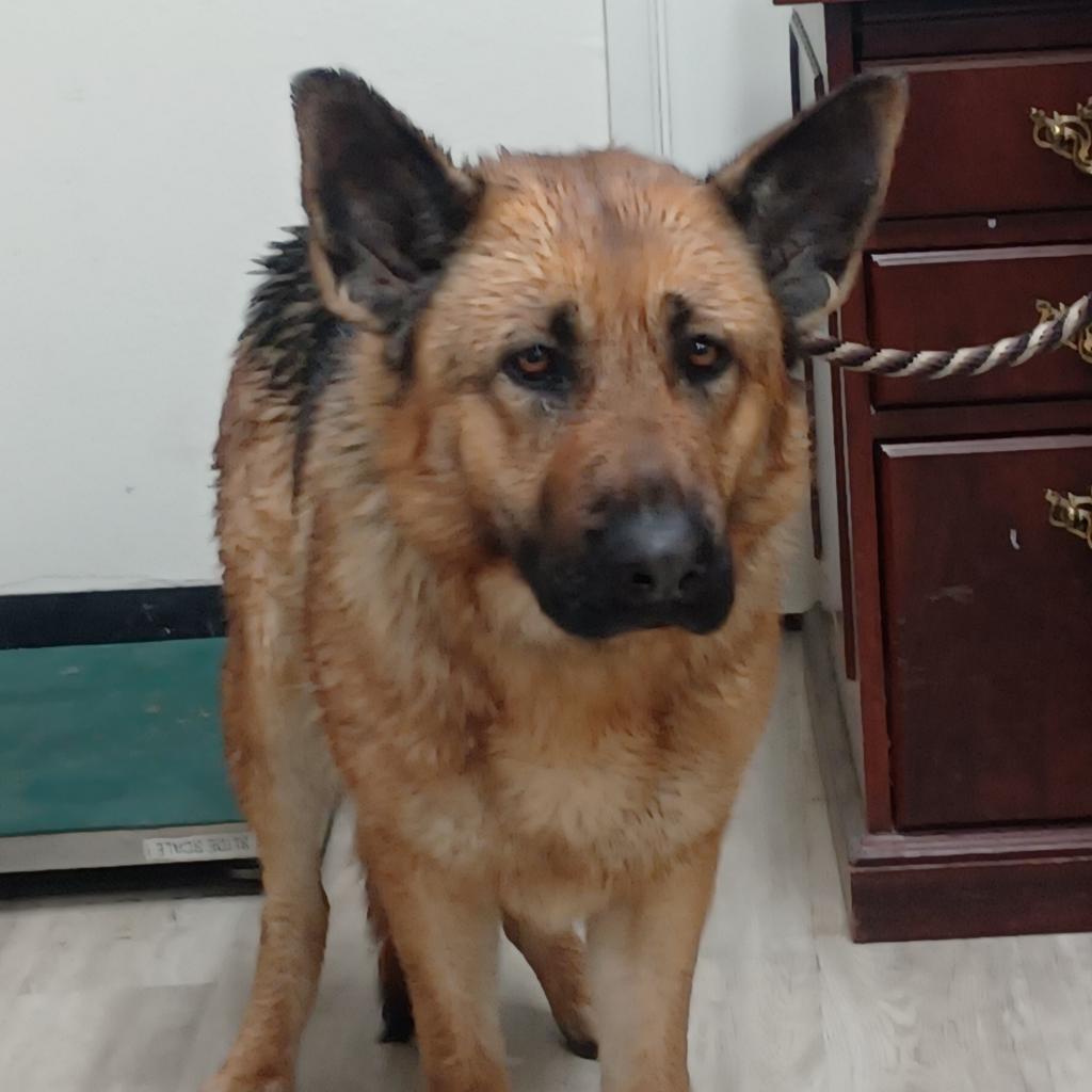 Enlarge Tula, a Adoptable Mixed Breed in Hemet, CA image 1/4