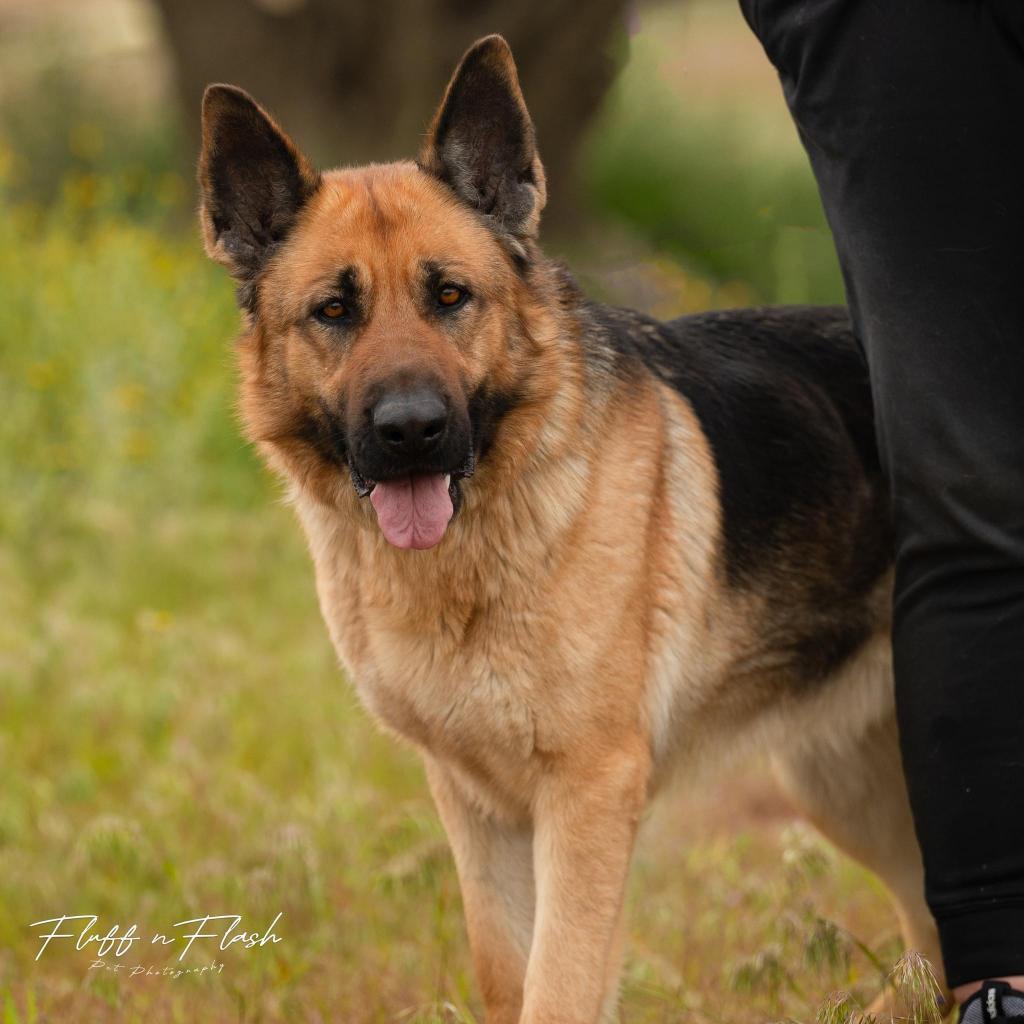 Enlarge Tula, a Adoptable Mixed Breed in Hemet, CA image 2/4
