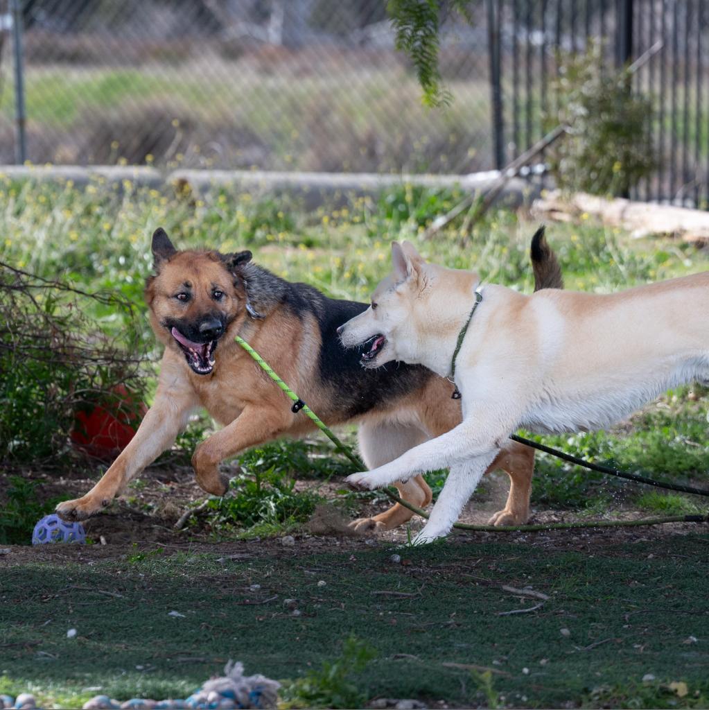 Enlarge Tula, a Adoptable Mixed Breed in Hemet, CA image 3/4