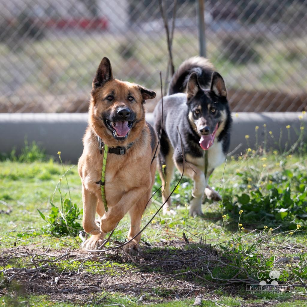Enlarge Tula, a Adoptable Mixed Breed in Hemet, CA image 4/4