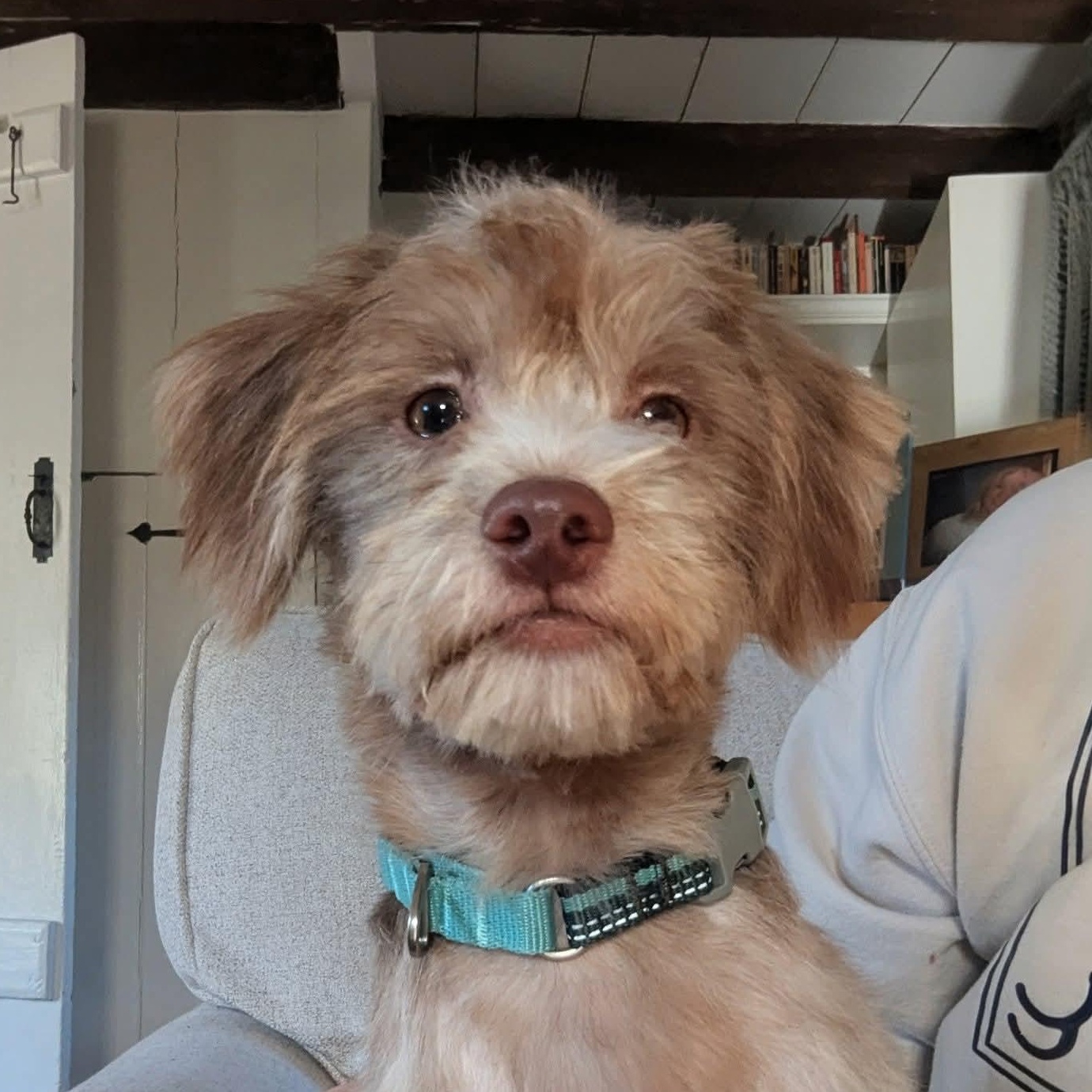 Timmy, ADOPTABLE, Young Male Shih Tzu.