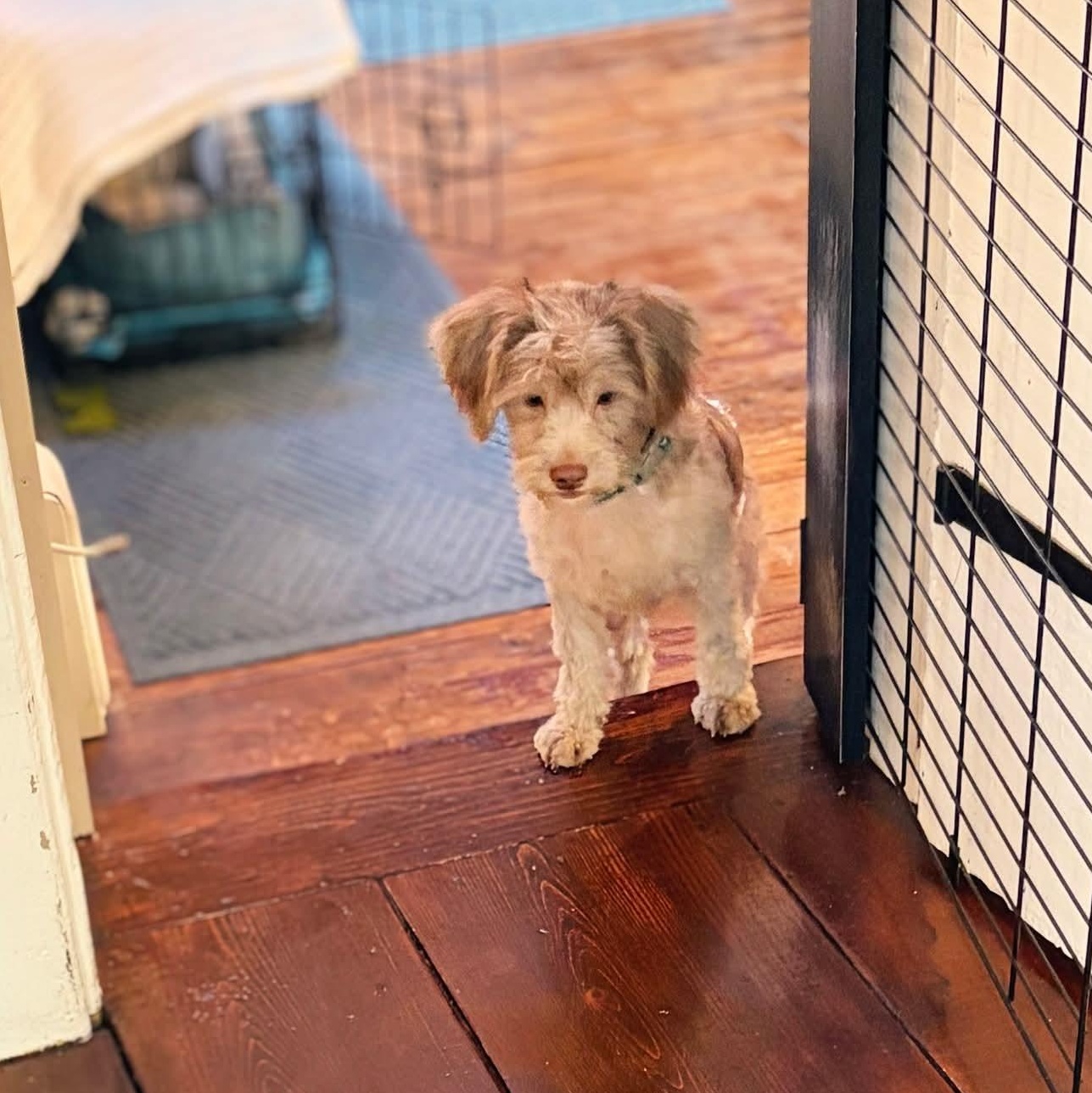 Enlarge Timmy, a ADOPTABLE mixed breed in Mount Bethel, PA image 2/4