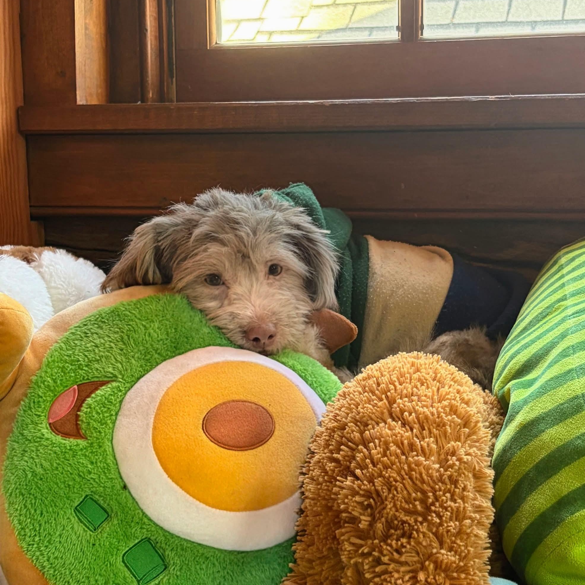 Enlarge Timmy, a ADOPTABLE mixed breed in Mount Bethel, PA image 3/4