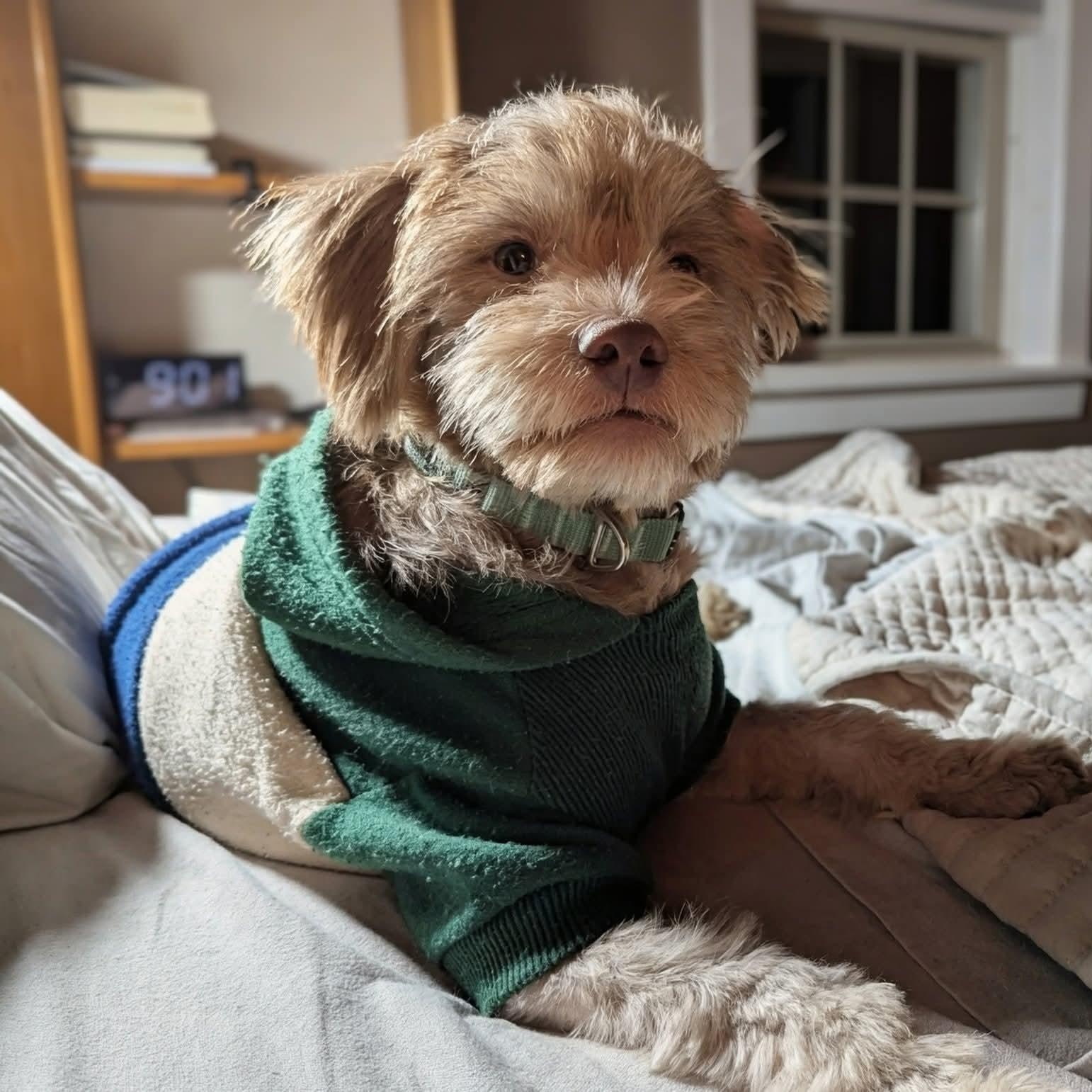 Enlarge Timmy, a ADOPTABLE mixed breed in Mount Bethel, PA image 4/4