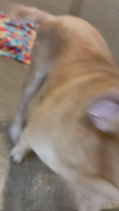 Enlarge Sly Murphy , a Adopted mixed breed in Houston, TX video 6/11