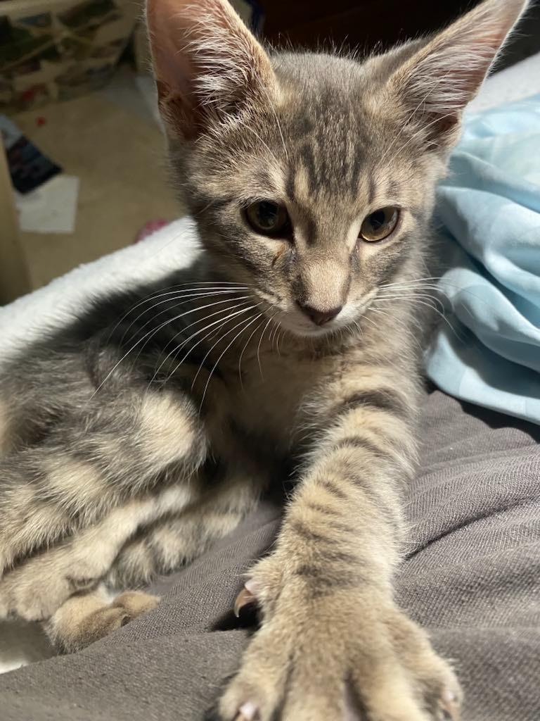 Ghibli, Adoptable, Young Male Domestic Short Hair.