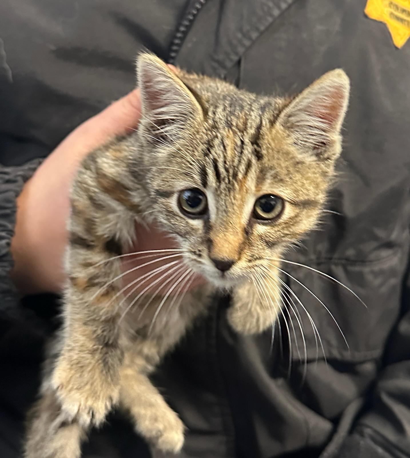 Skye, a ADOPTABLE Domestic Short Hair in Colusa, CA image 1/2