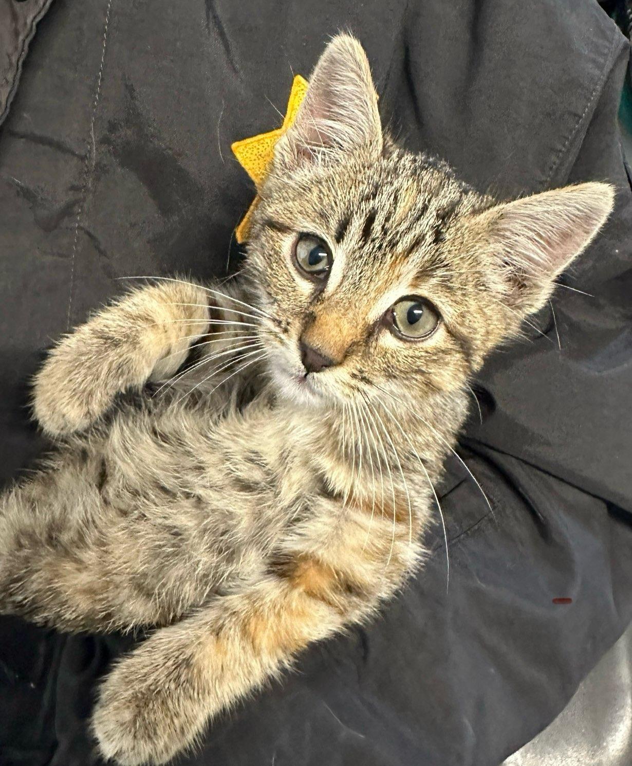 Skye, a ADOPTABLE Domestic Short Hair in Colusa, CA image 2/2