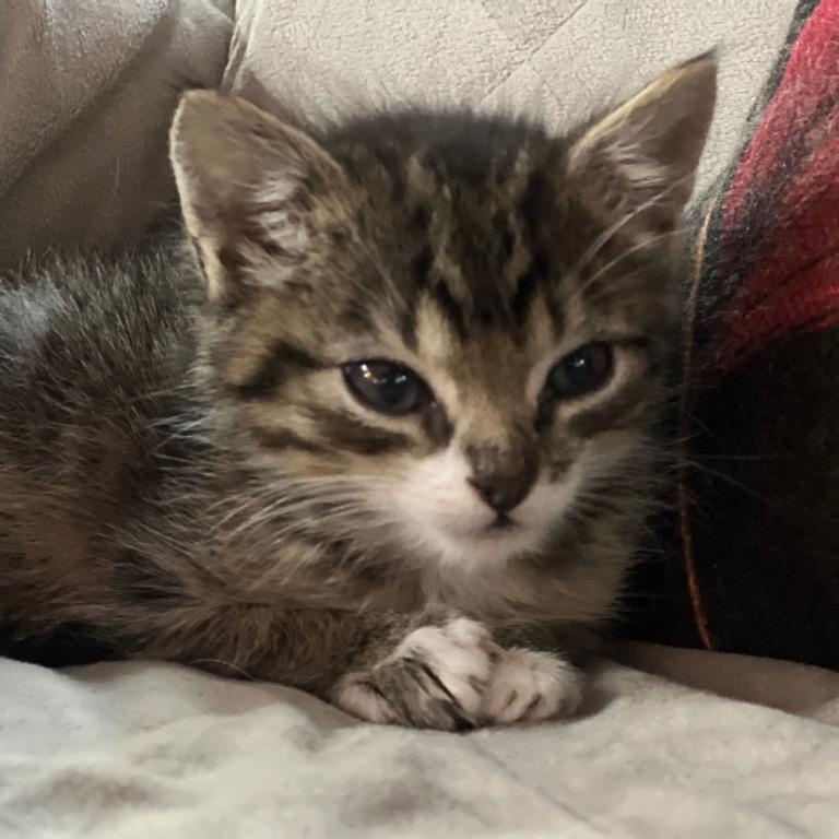 Sully, Adopted, Kitten Male Domestic Short Hair.