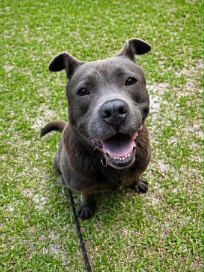 Mandarin, Adoptable, Adult Female Chow Chow & Mixed Breed.