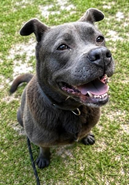 Mandarin, a Adoptable mixed breed in Palm Coast, FL image 2/3