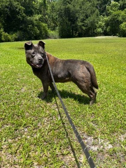 Mandarin, a Adoptable mixed breed in Palm Coast, FL image 3/3