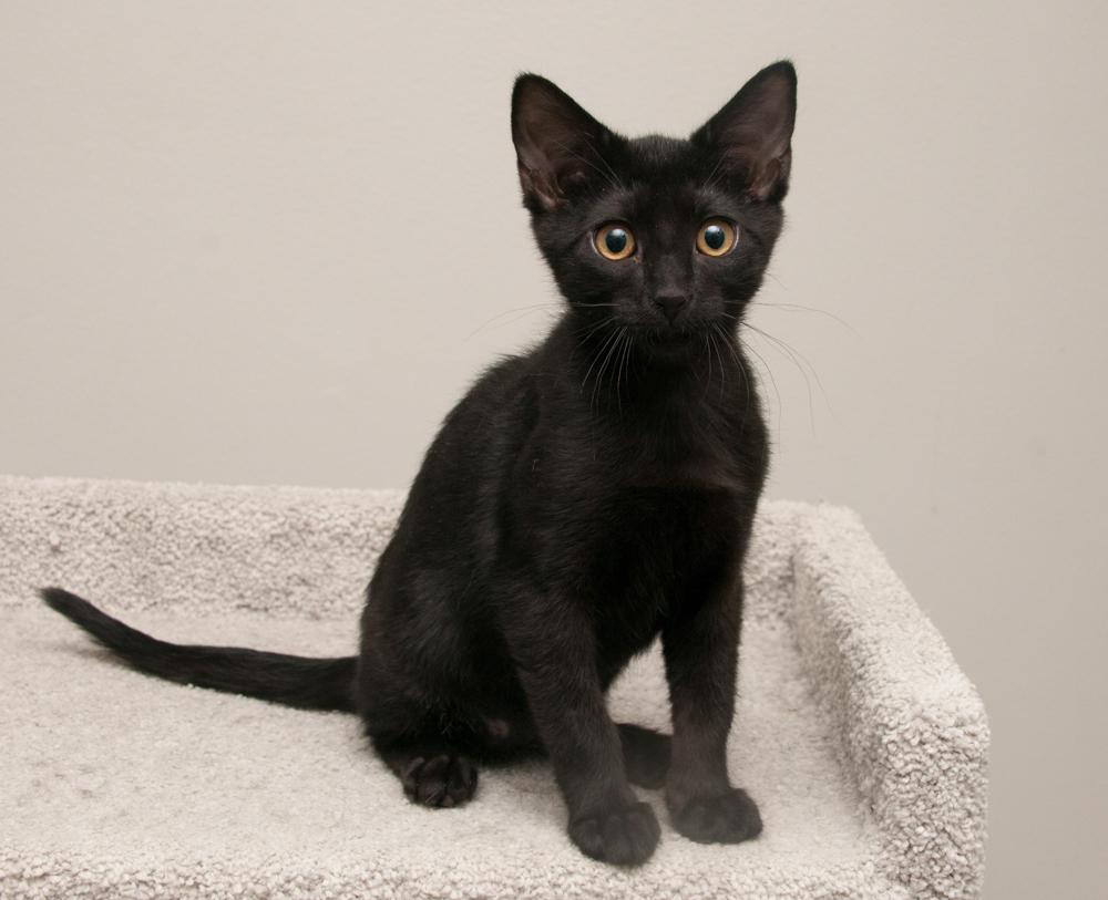 Moksha (gets adopted with Bibamba), a Adoptable Domestic Short Hair in Westminster, CO image 4/6