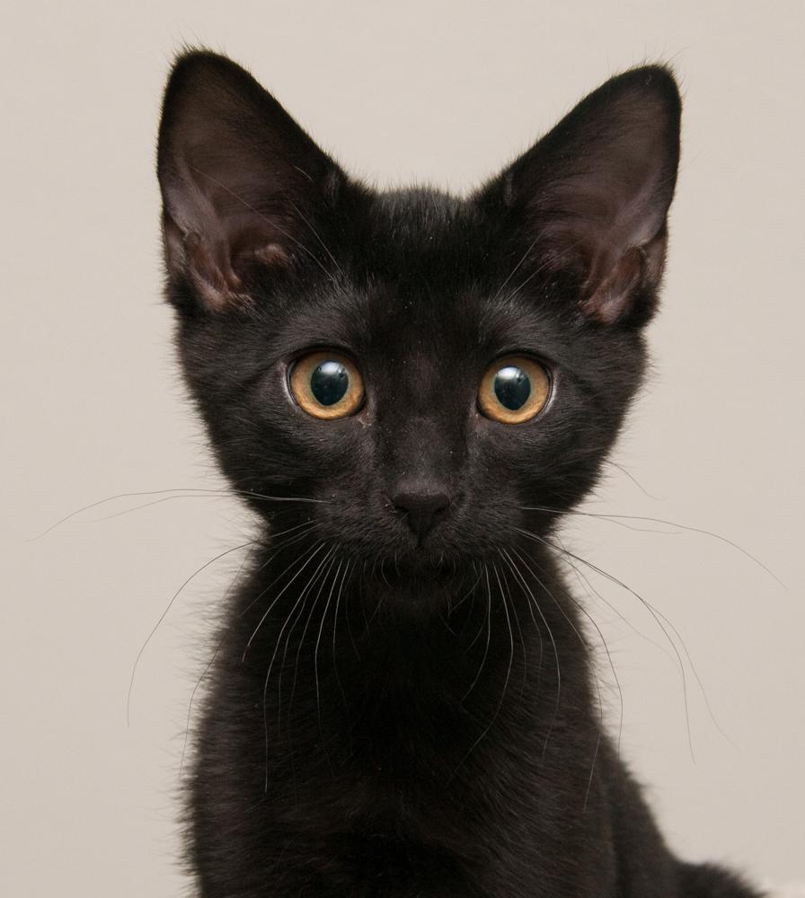 Moksha (gets adopted with Bibamba), Adoptable, Kitten Female Domestic Short Hair.