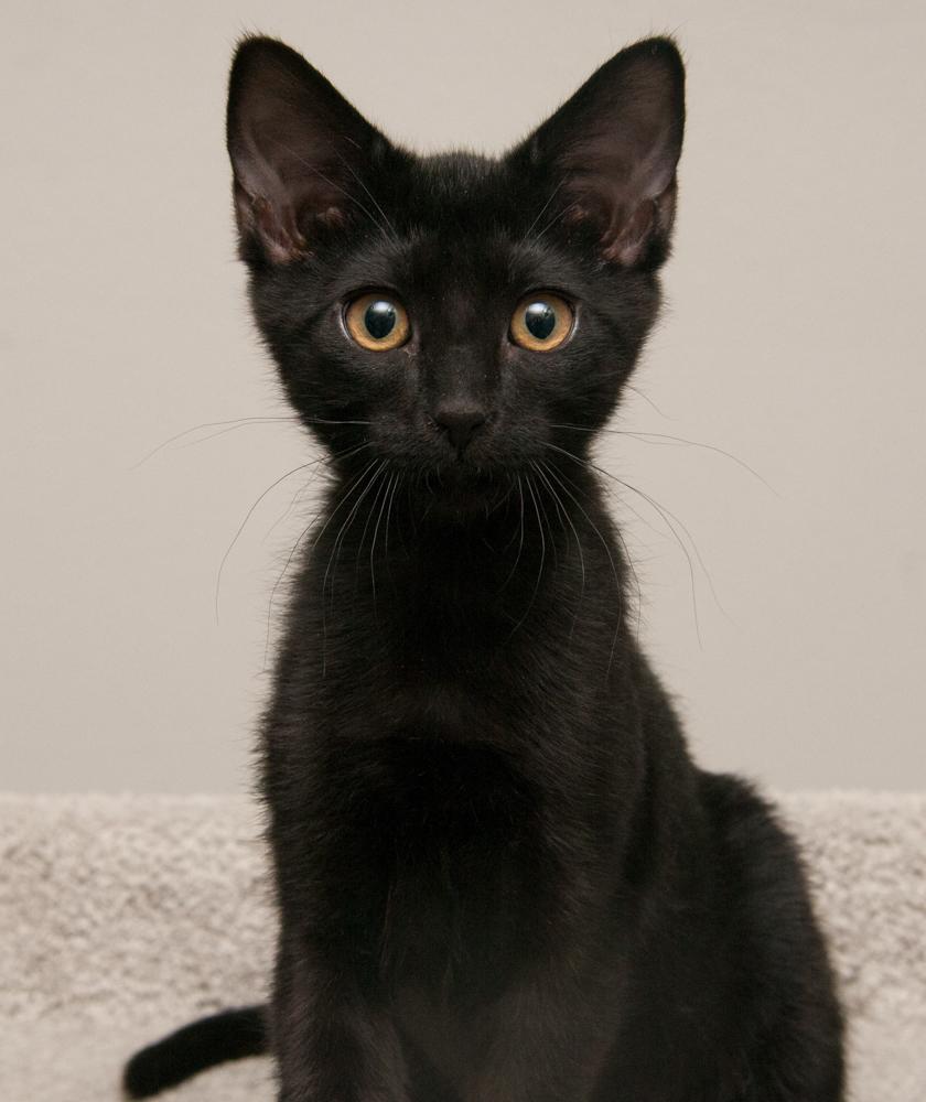 Moksha (gets adopted with Bibamba), a Adoptable Domestic Short Hair in Westminster, CO image 2/6