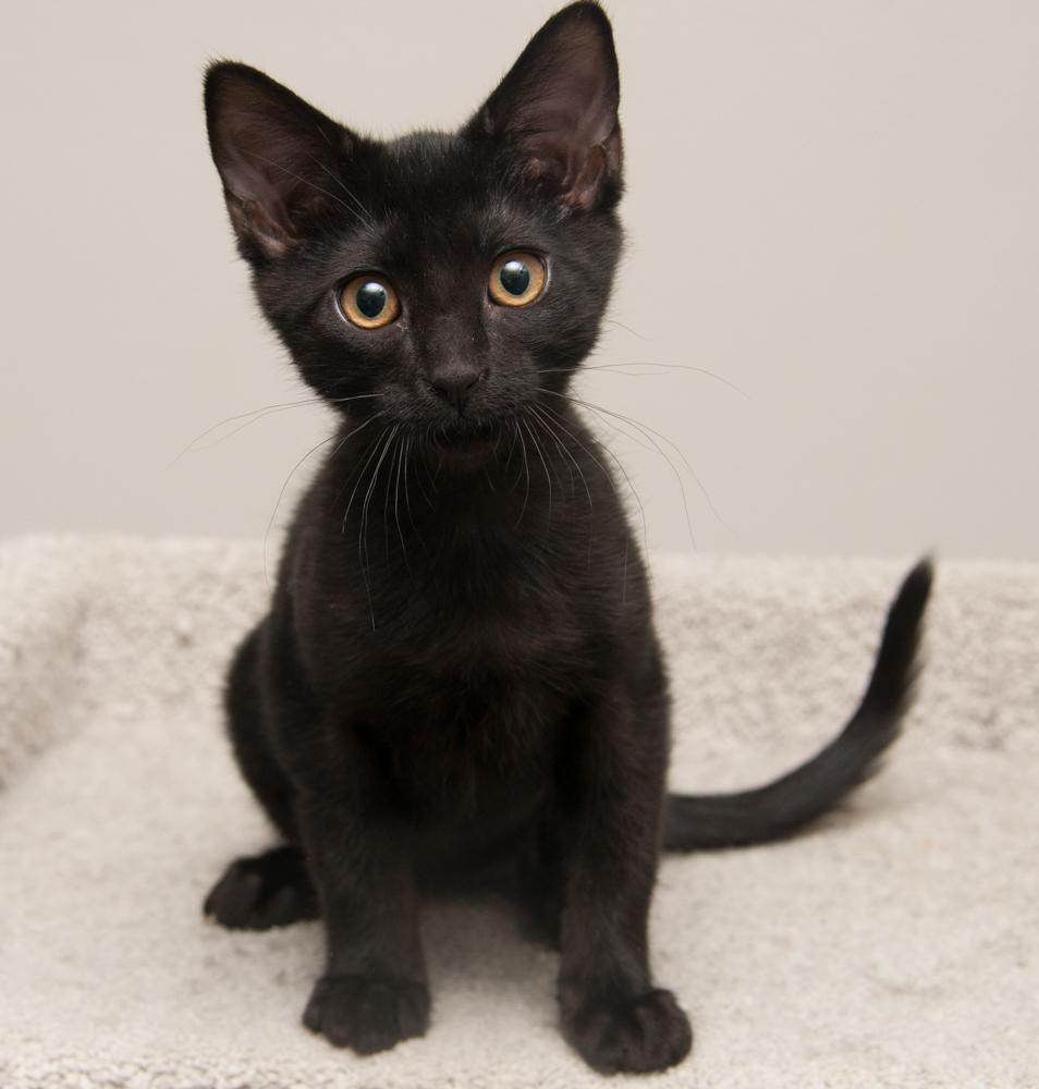 Moksha (gets adopted with Bibamba), a Adoptable Domestic Short Hair in Westminster, CO image 3/6