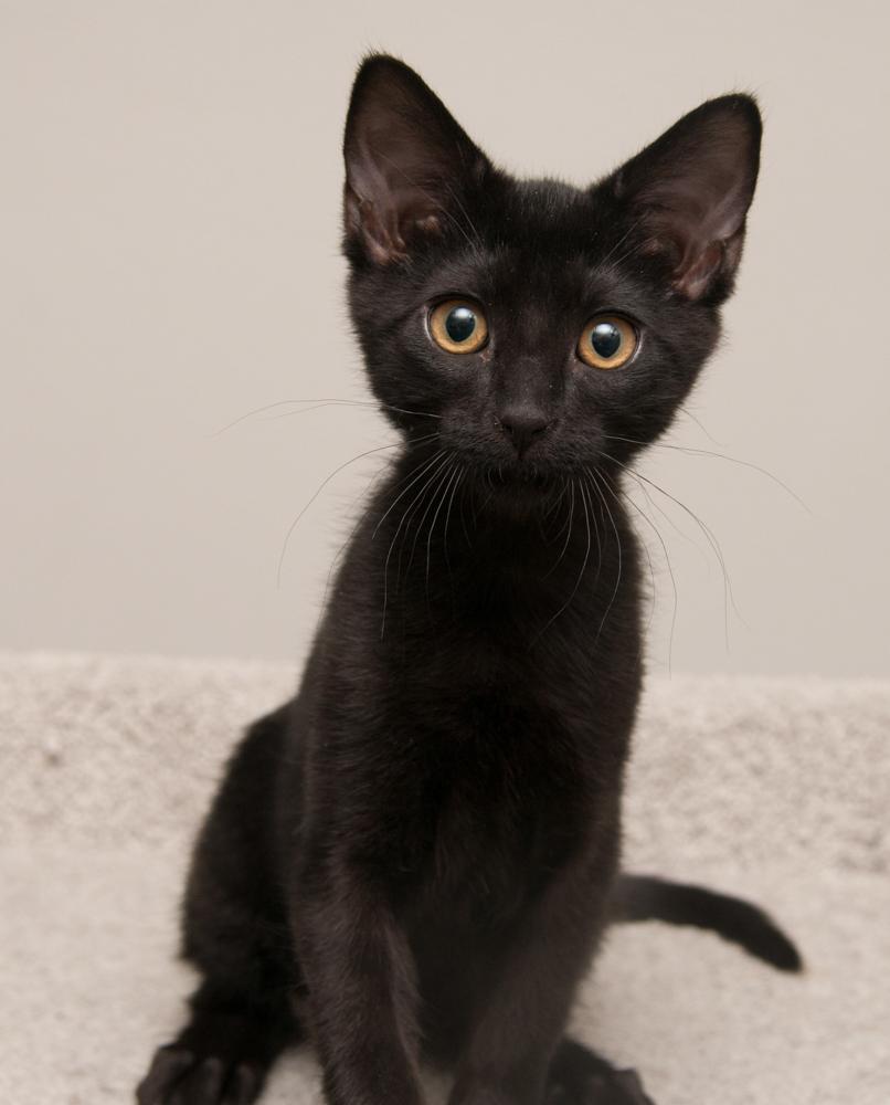 Moksha (gets adopted with Bibamba), a Adoptable Domestic Short Hair in Westminster, CO image 5/6