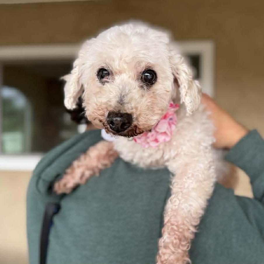 Enlarge Birtie, a Adoptable mixed breed in Ramona, CA image 3/6