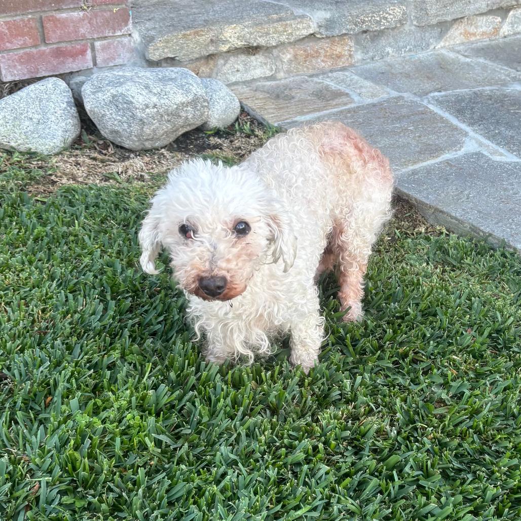 Birtie — thumbnail 4