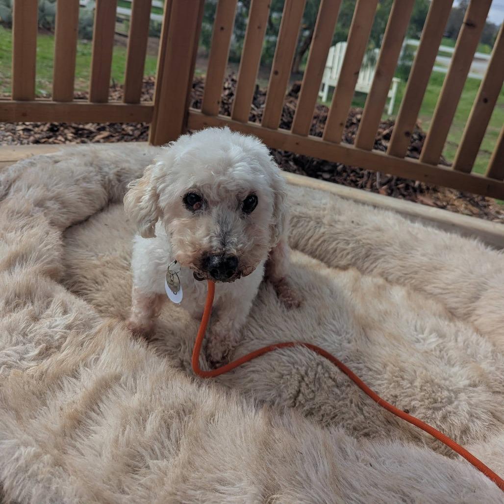 Enlarge Birtie, a Adoptable mixed breed in Ramona, CA image 4/6
