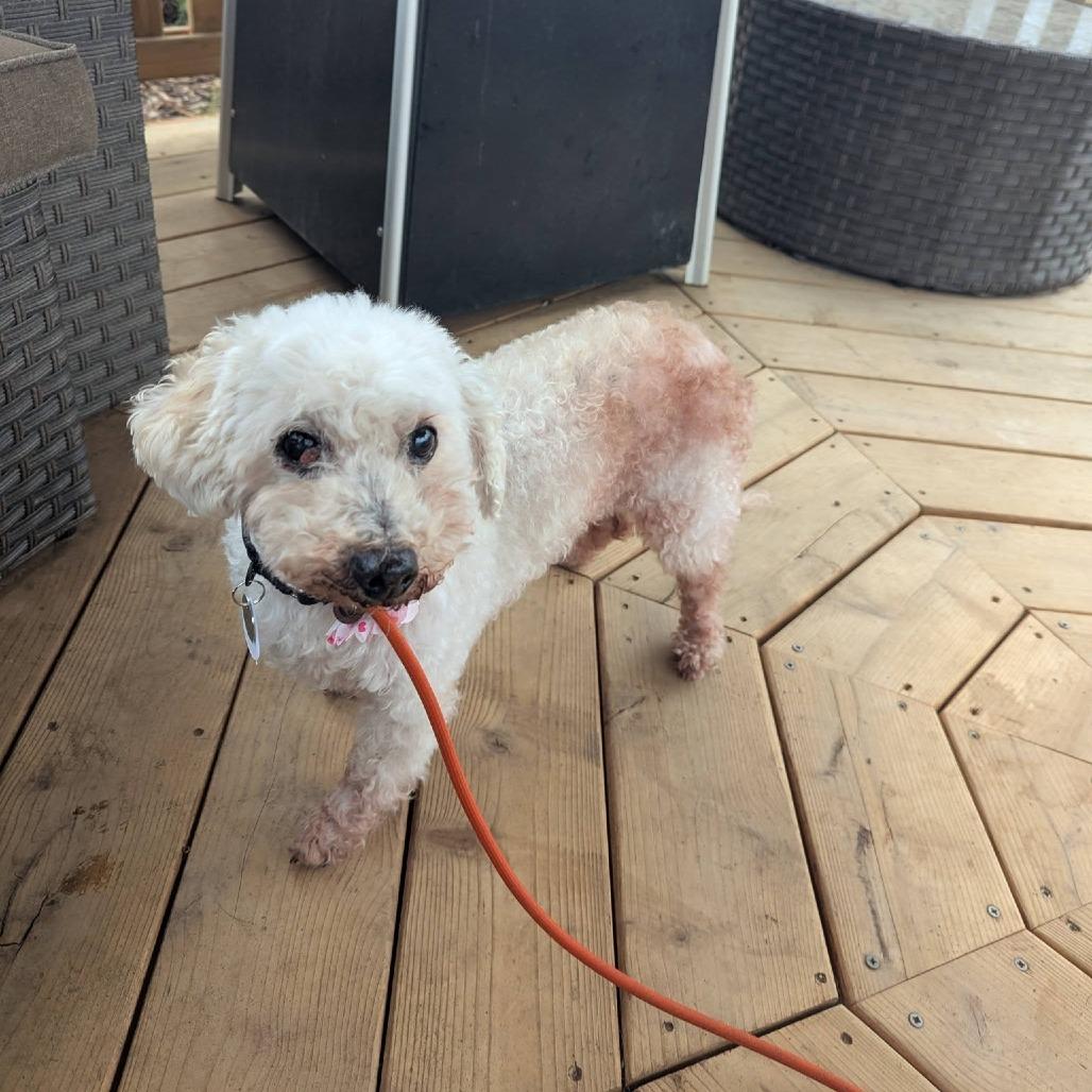 Enlarge Birtie, a Adoptable mixed breed in Ramona, CA image 5/6