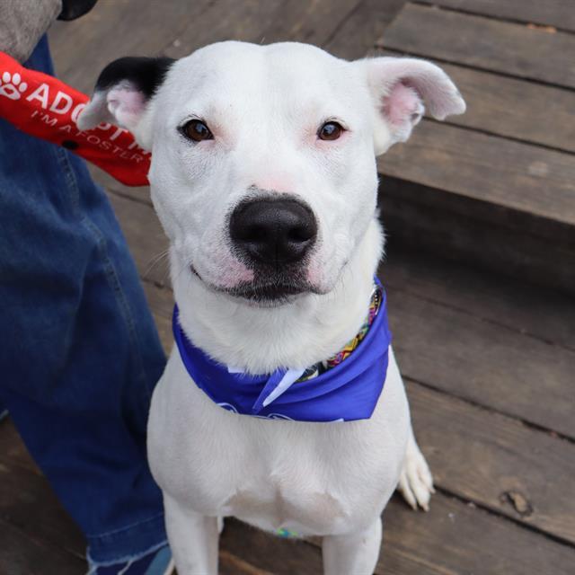 Enlarge CASS, a Adoptable Mixed Breed in Columbia, SC image 1/1