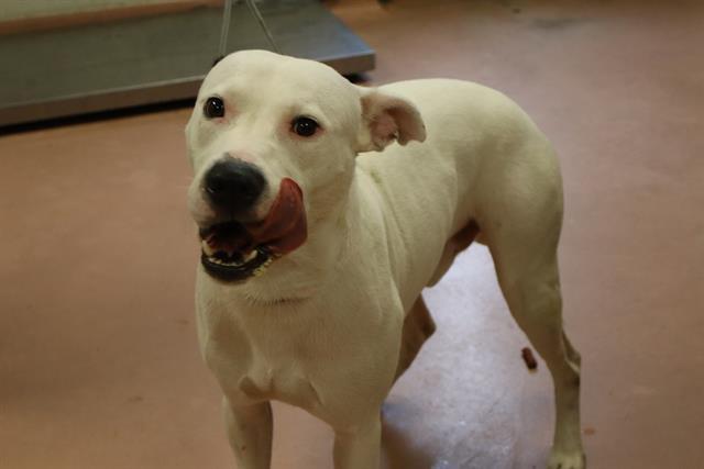 CASS, Adoptable, Young Male Mixed Breed.