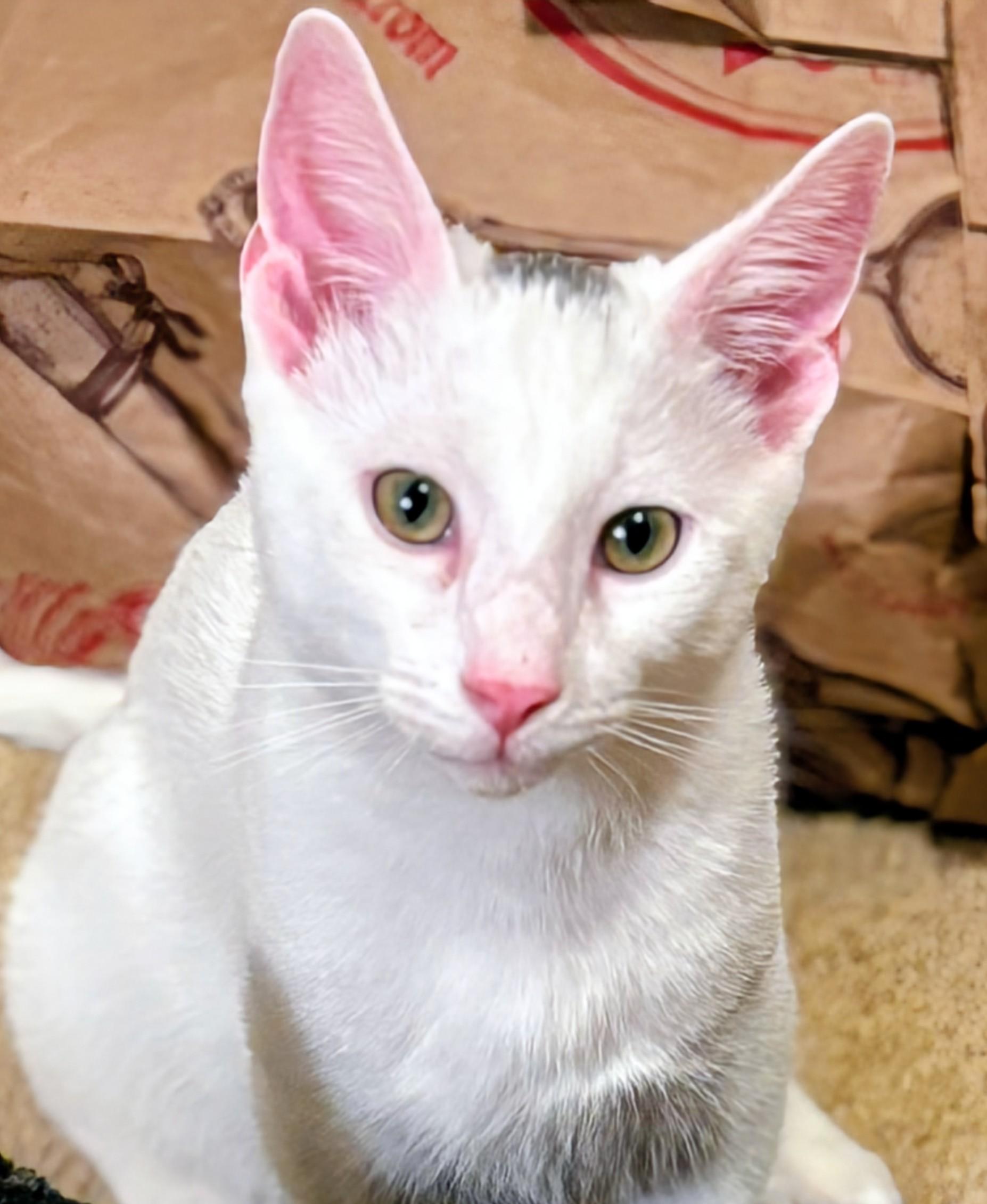 Enlarge Snowflake - Rancho Cucamonga PetSmart, a Adoptable Domestic Short Hair in Rancho Cucamonga, CA image 1/3