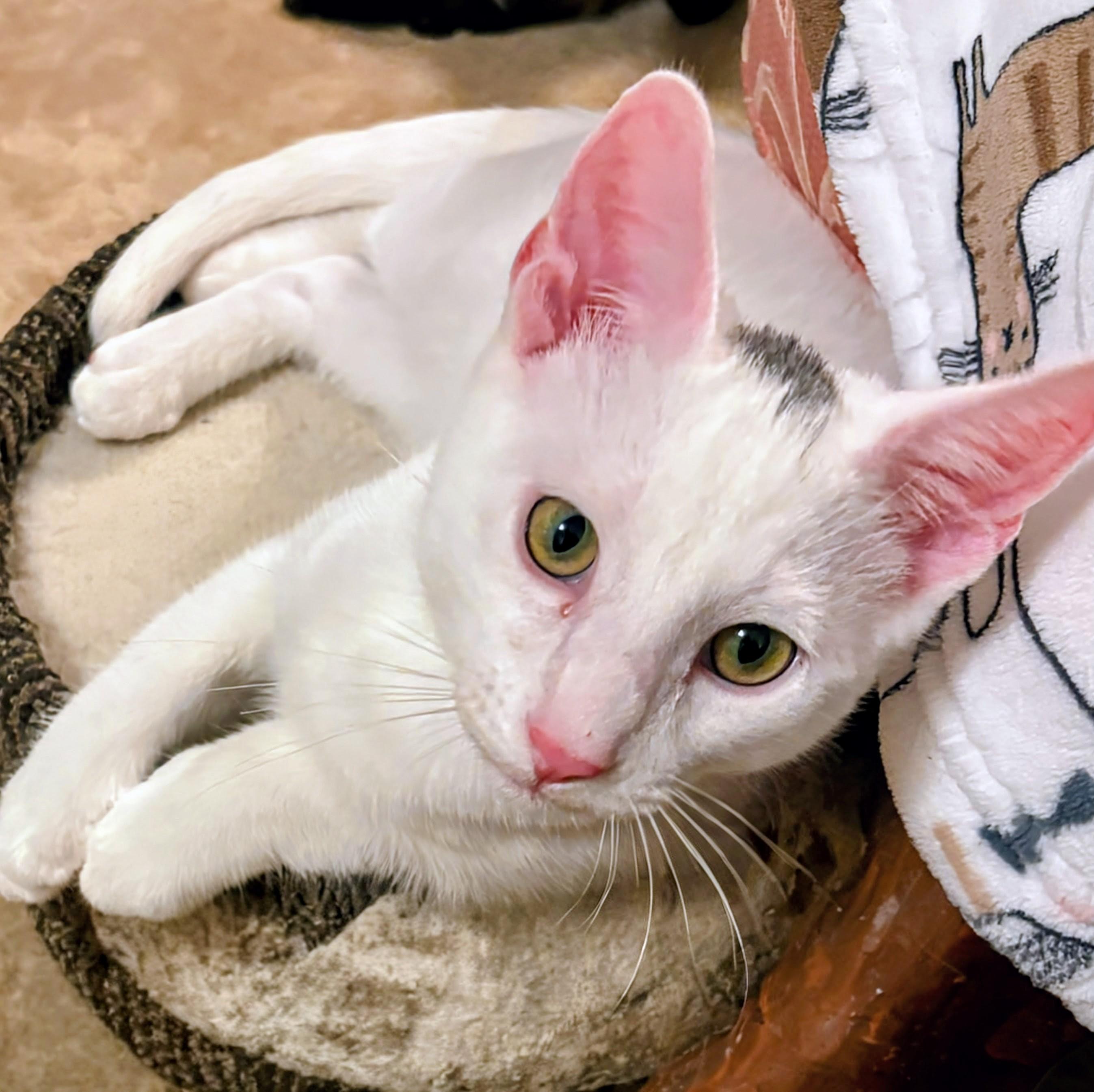 Enlarge Snowflake - Rancho Cucamonga PetSmart, a Adoptable Domestic Short Hair in Rancho Cucamonga, CA image 2/3