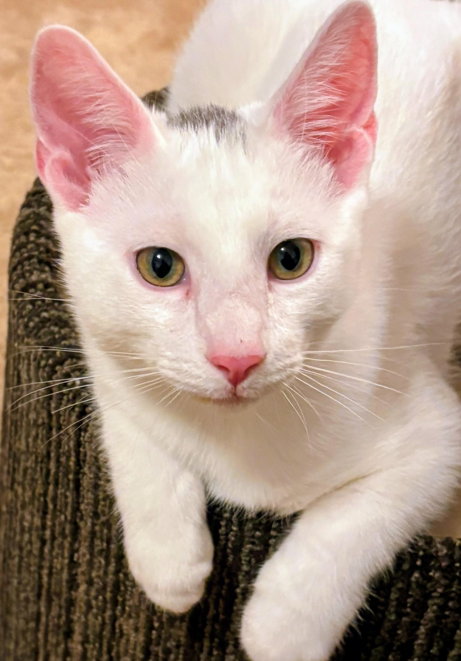 Enlarge Snowflake - Rancho Cucamonga PetSmart, a Adoptable Domestic Short Hair in Rancho Cucamonga, CA image 3/3