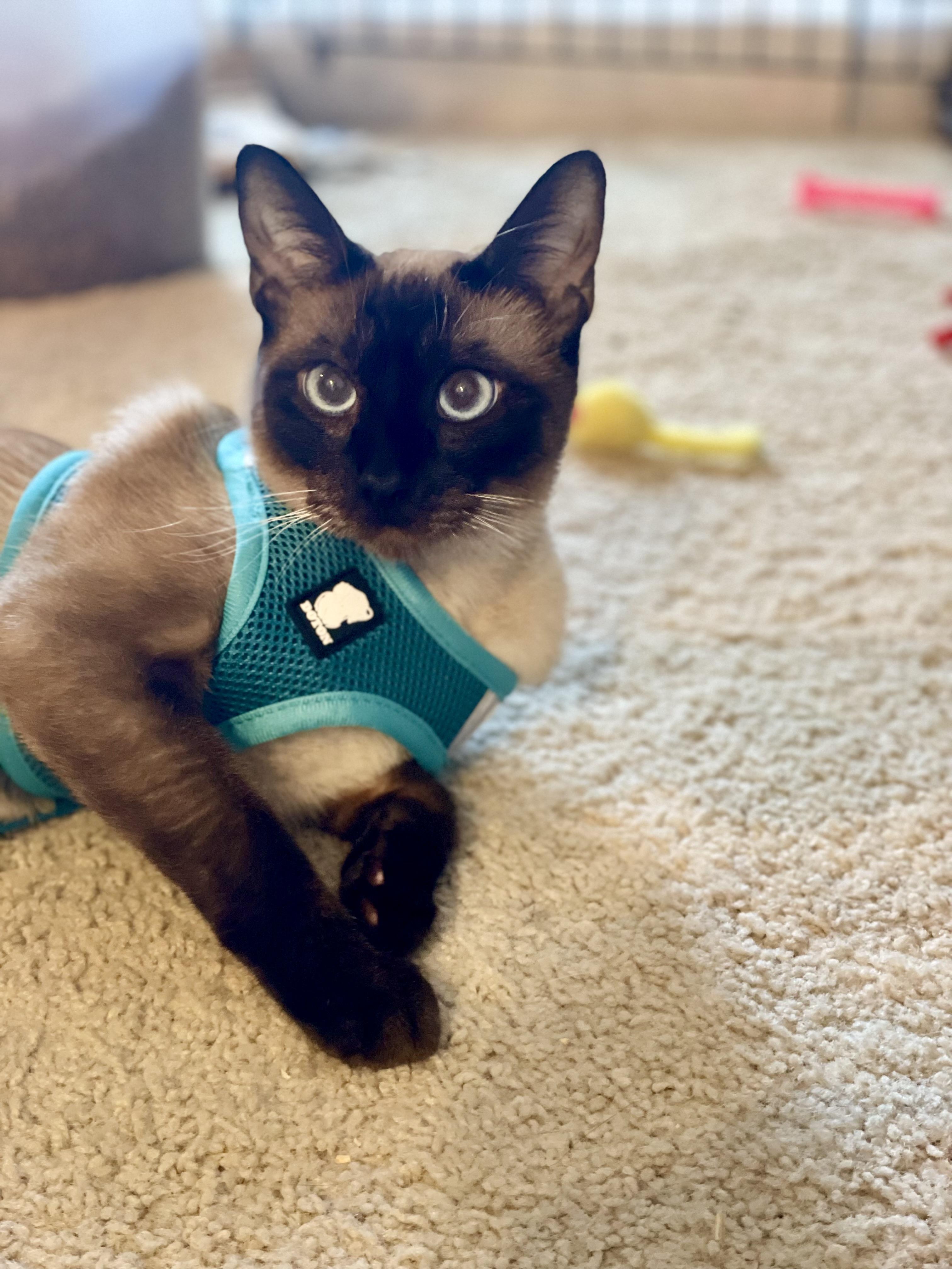 Ava