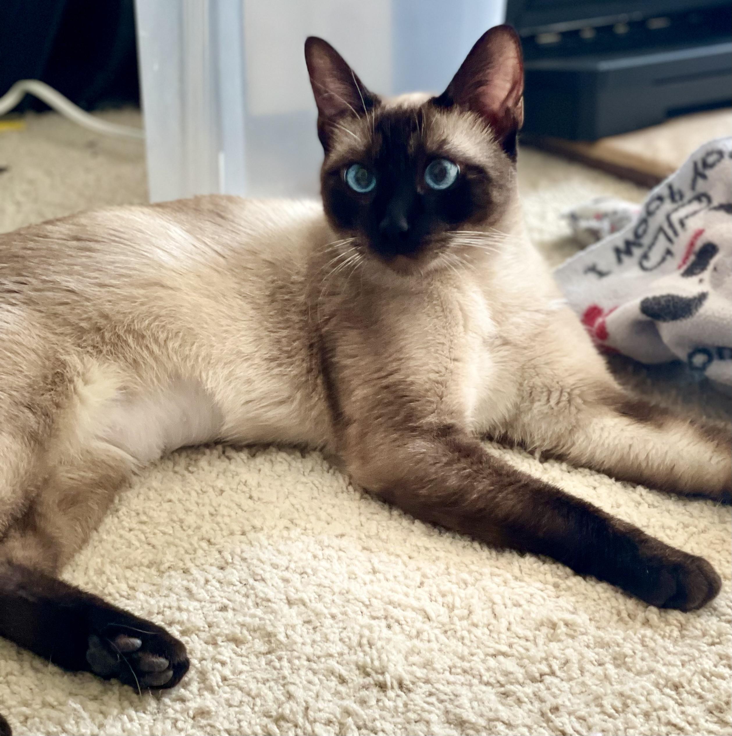 Ava