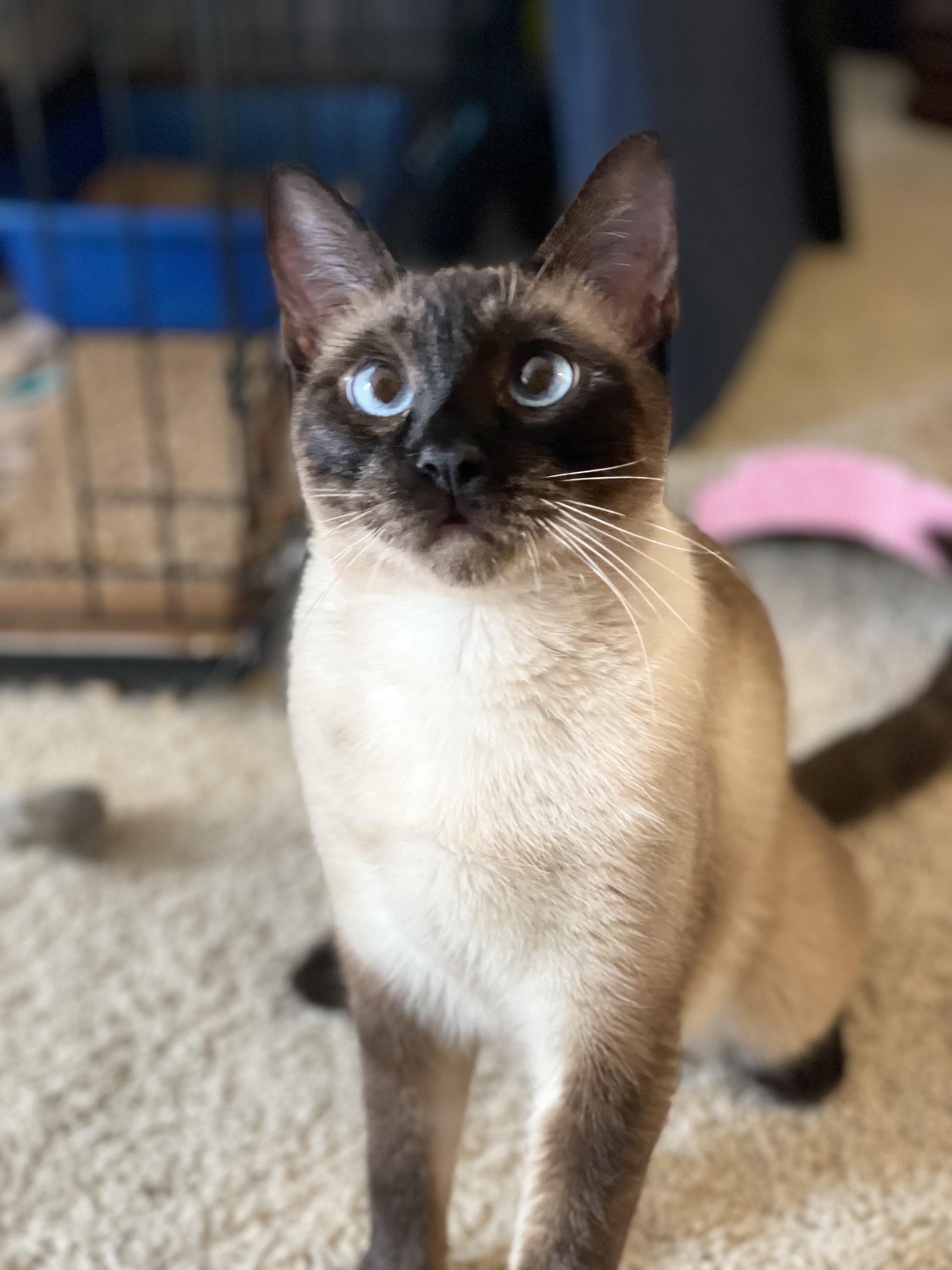 Ava