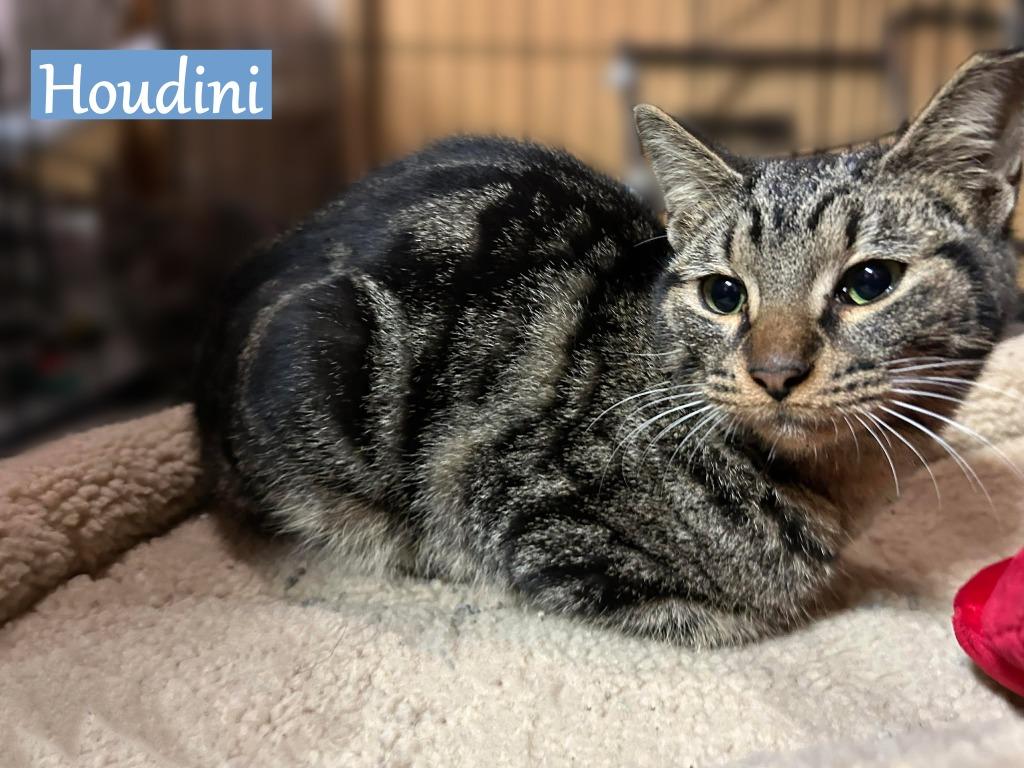 Houdini, Adopted, Young Male Domestic Short Hair.
