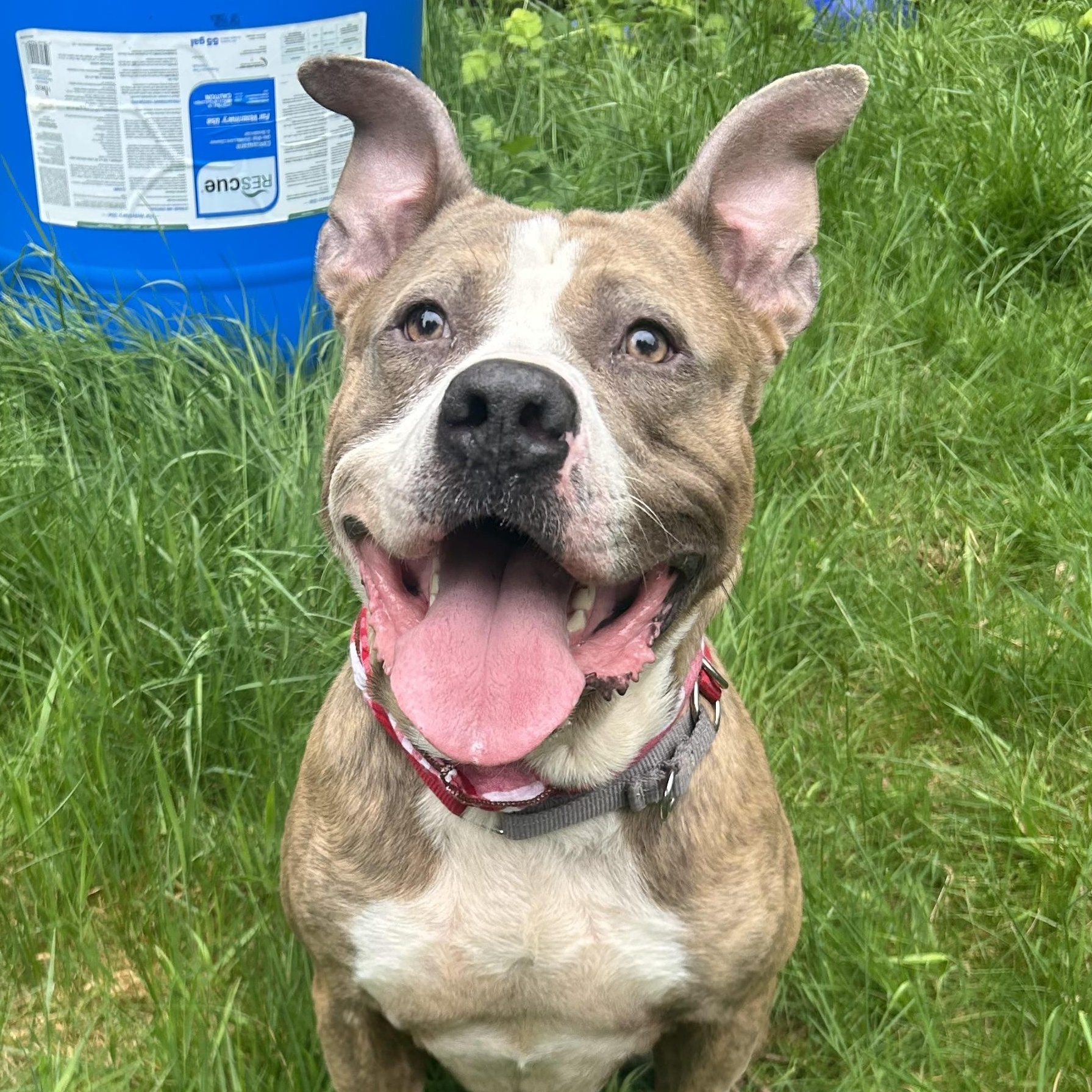 Zazu, Adoptable, Adult Male American Staffordshire Terrier.