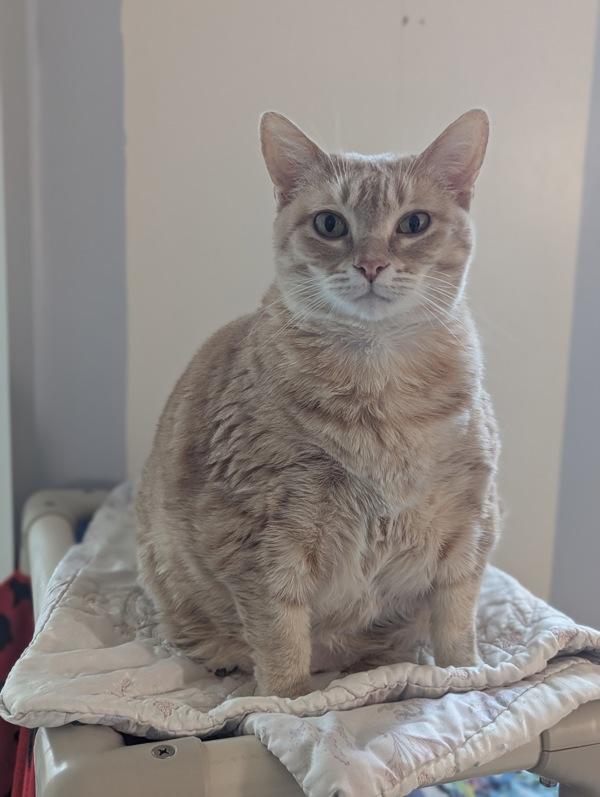 Enlarge Anna B, a Adoptable mixed breed in Santa Rosa, CA image 1/1